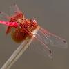 Libelle Libelle