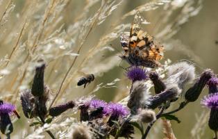 Leben in der Wiese Leben in der Wiese