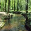 Bachlauf